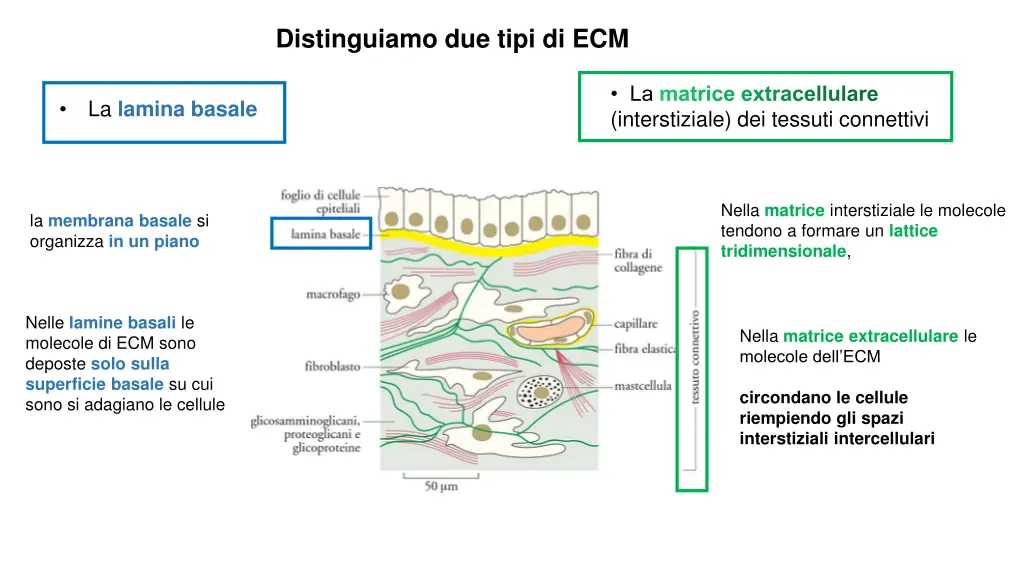 distinguiamo due tipi di ecm