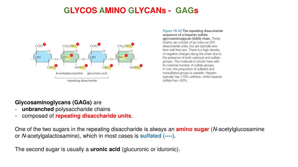 glycos amino glycans gags
