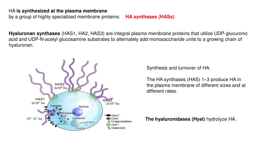 ha is synthesized at the plasma membrane
