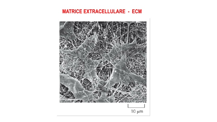 matrice extracellulare ecm