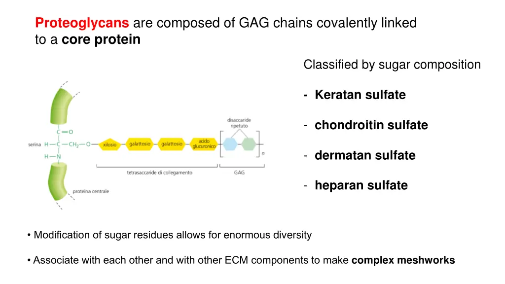 proteoglycans are composed of gag chains