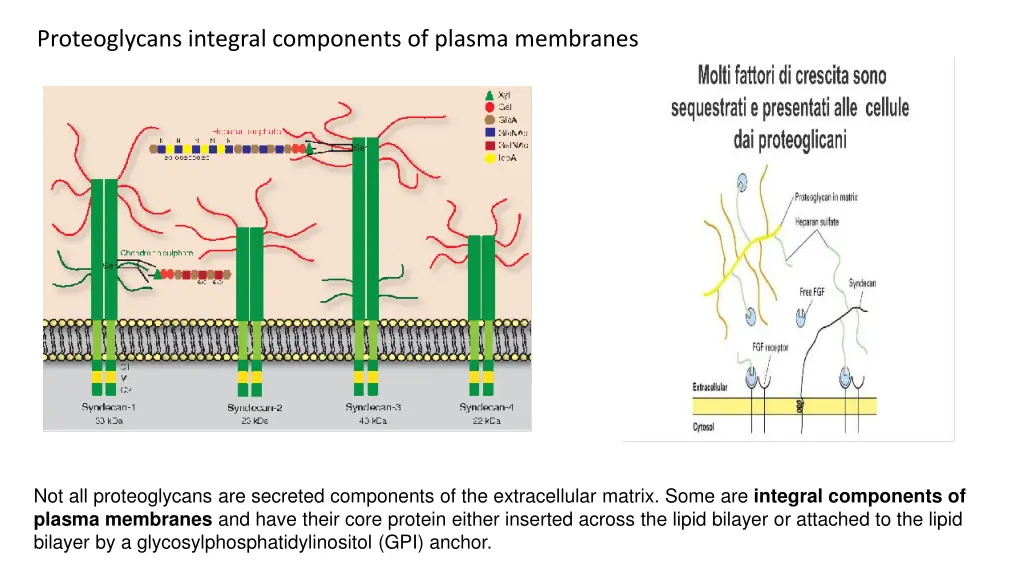 proteoglycans integral components of plasma