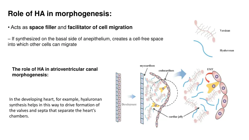 role of ha in morphogenesis