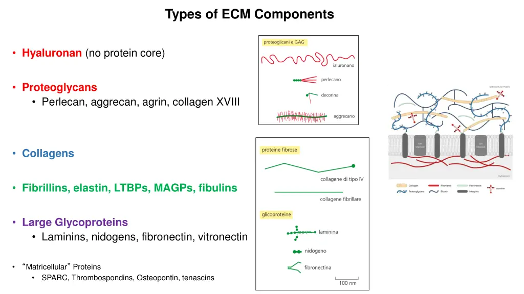 types of ecm components