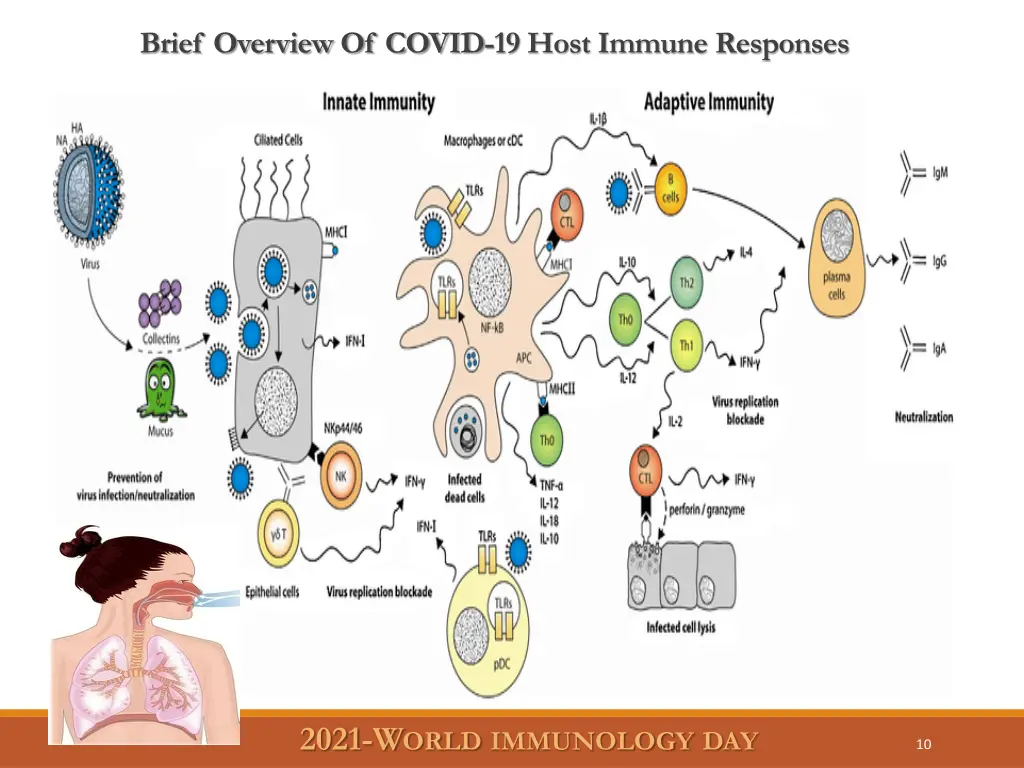 brief overview of covid 19 host immune responses