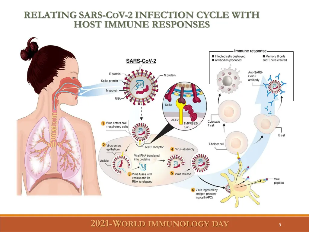 relating sars c o v 2 infection cycle with host