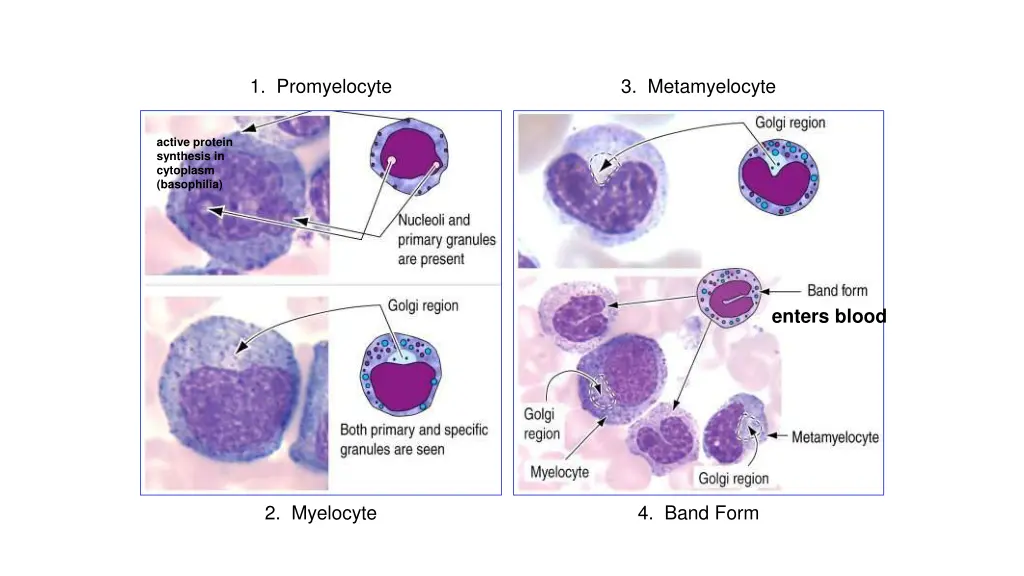 1 promyelocyte