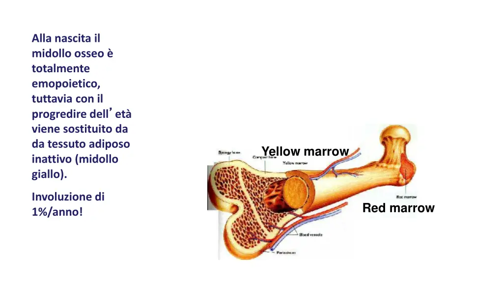 alla nascita il midollo osseo totalmente