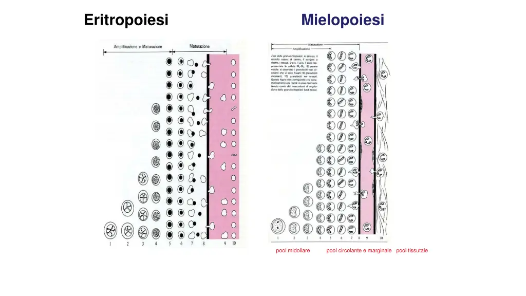 eritropoiesi