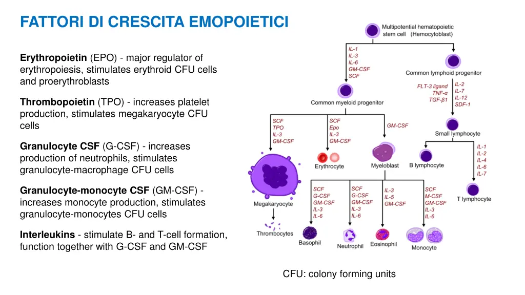 fattori di crescita emopoietici