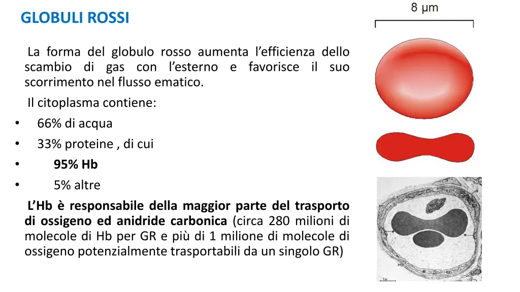 globuli rossi