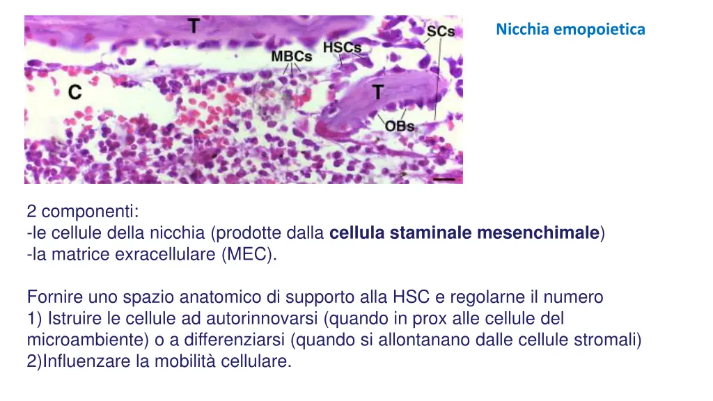 nicchia emopoietica