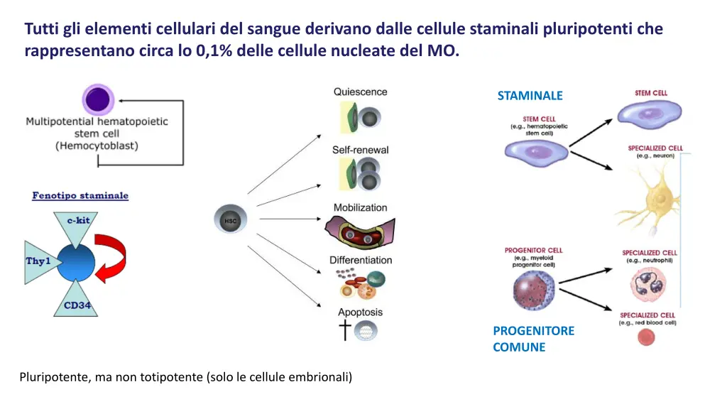 tutti gli elementi cellulari del sangue derivano