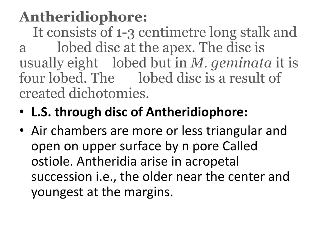 antheridiophore it consists of 1 3 centimetre