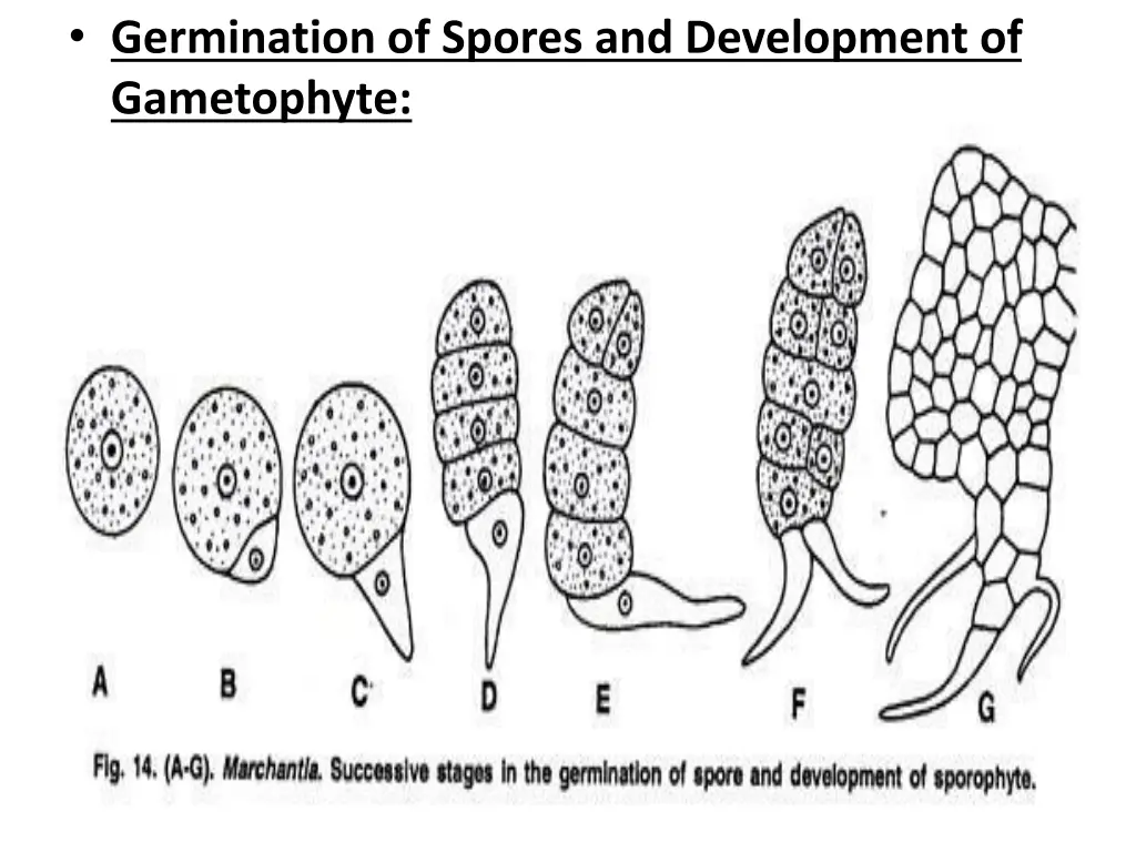 germination of spores and development