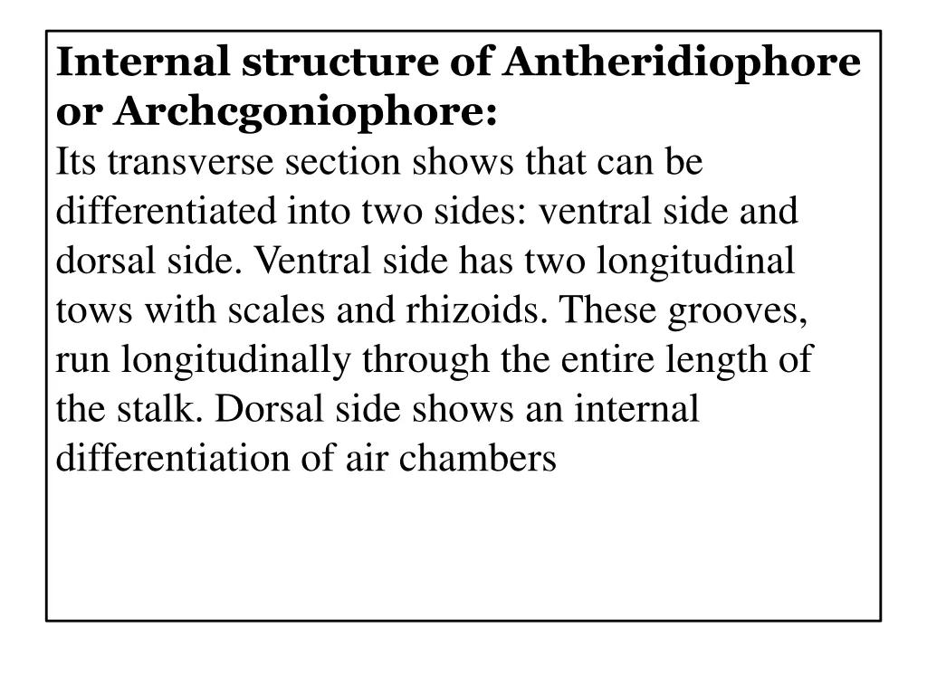 internal structure of antheridiophore