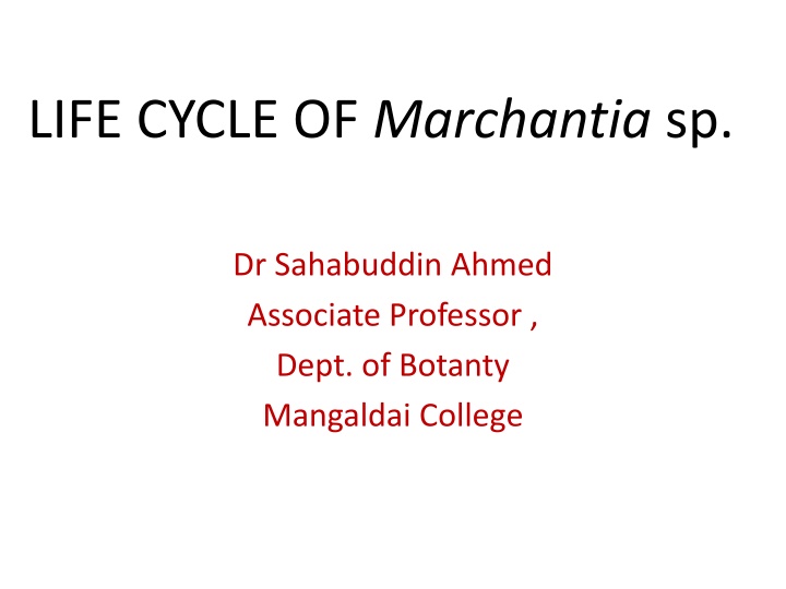 life cycle of marchantia sp