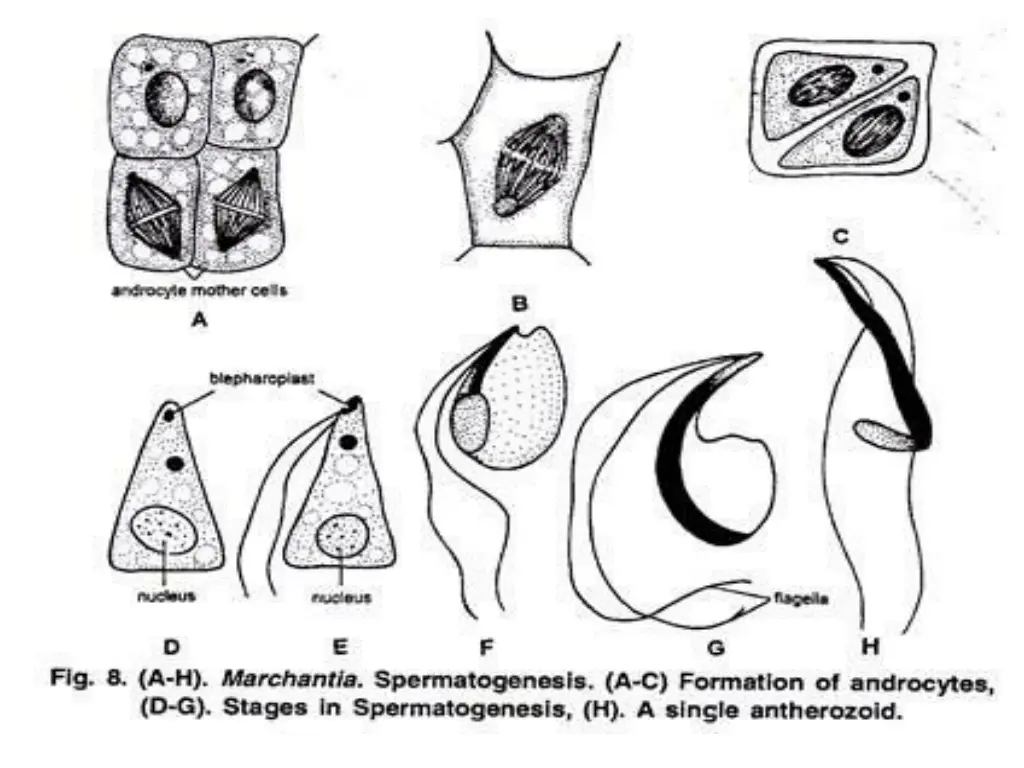 slide29