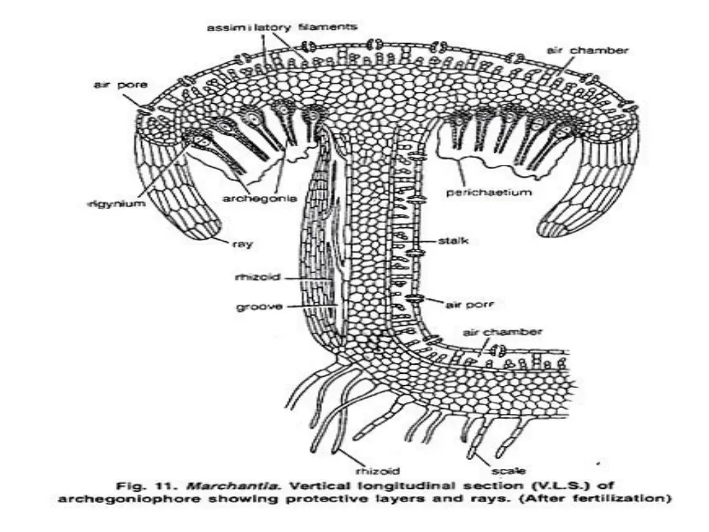 slide39