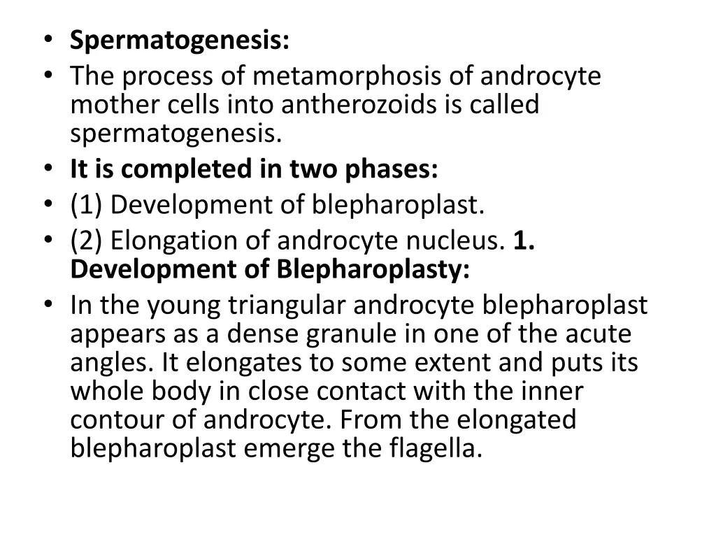 spermatogenesis the process of metamorphosis