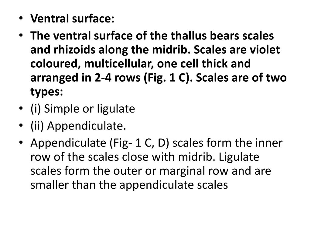 ventral surface the ventral surface