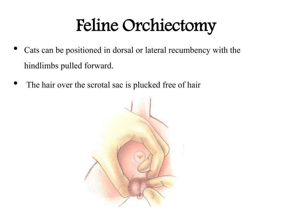 feline orchiectomy cats can be positioned