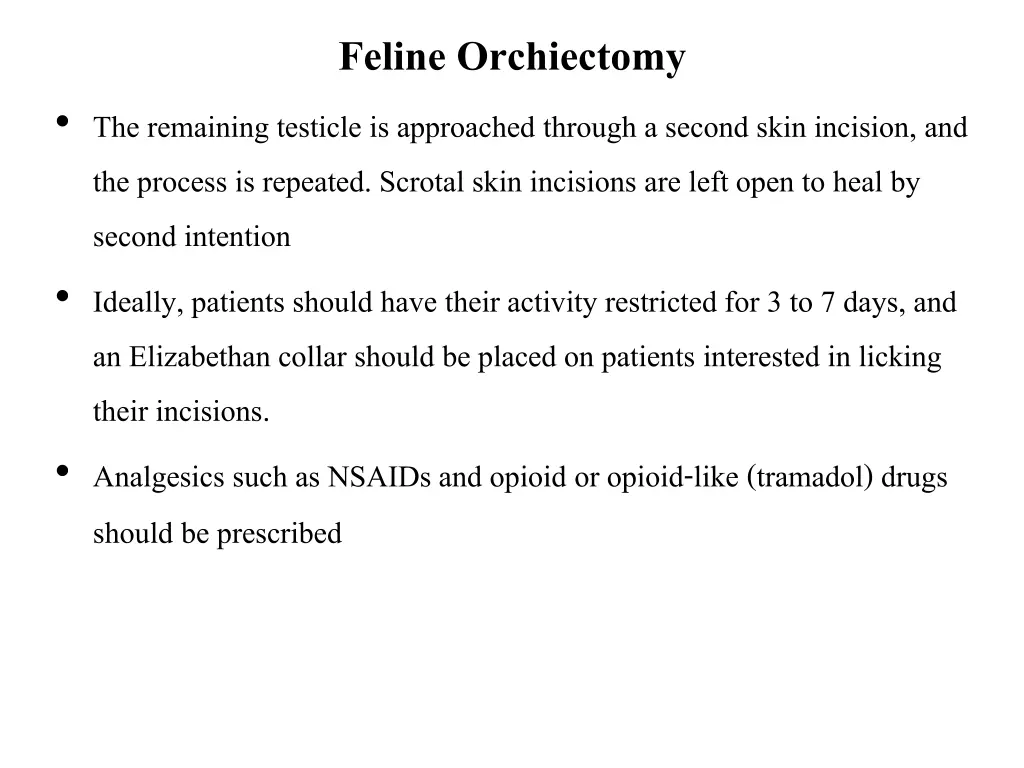 feline orchiectomy