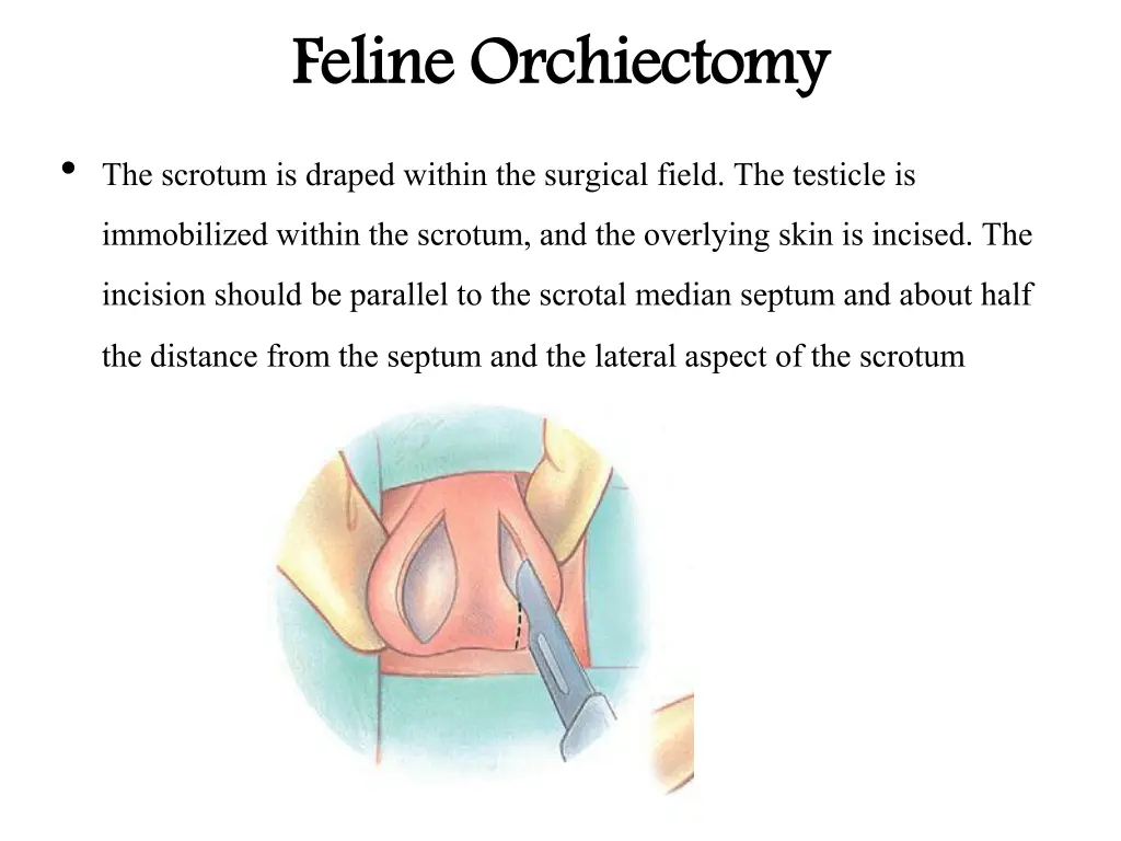 feline orchiectomy the scrotum is draped within