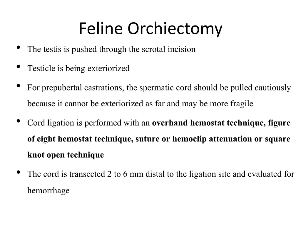 feline orchiectomy the testis is pushed through