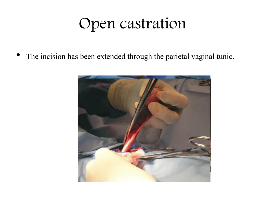 open castration 1
