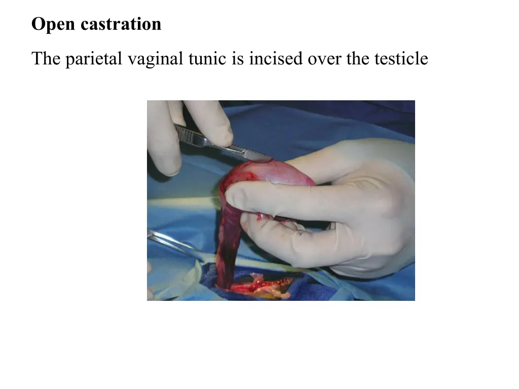 open castration the parietal vaginal tunic