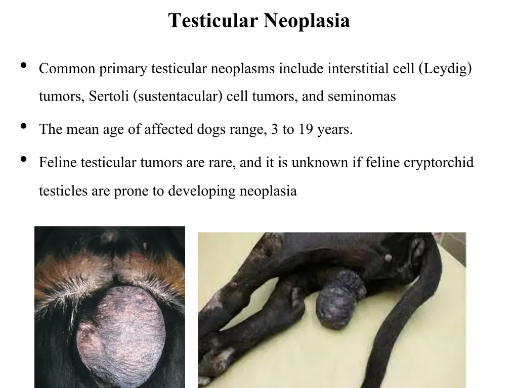 testicular neoplasia