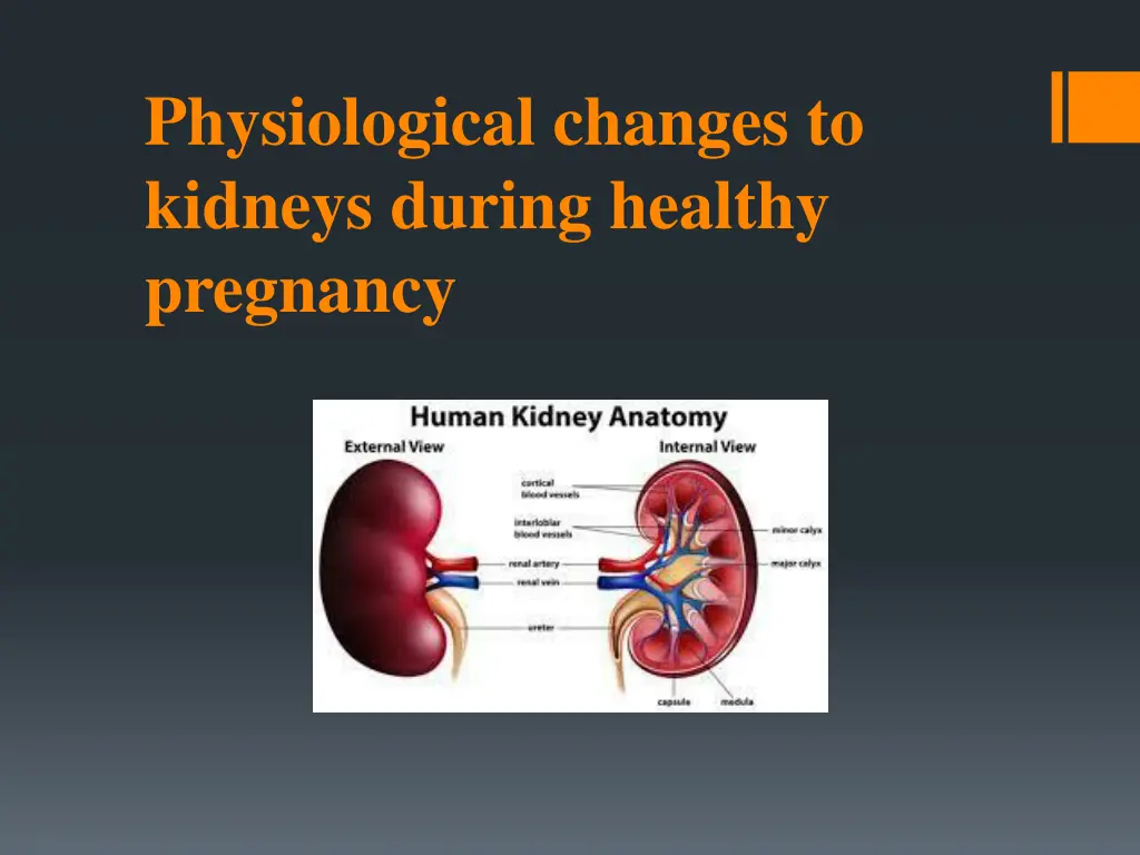 physiological changes to kidneys during healthy