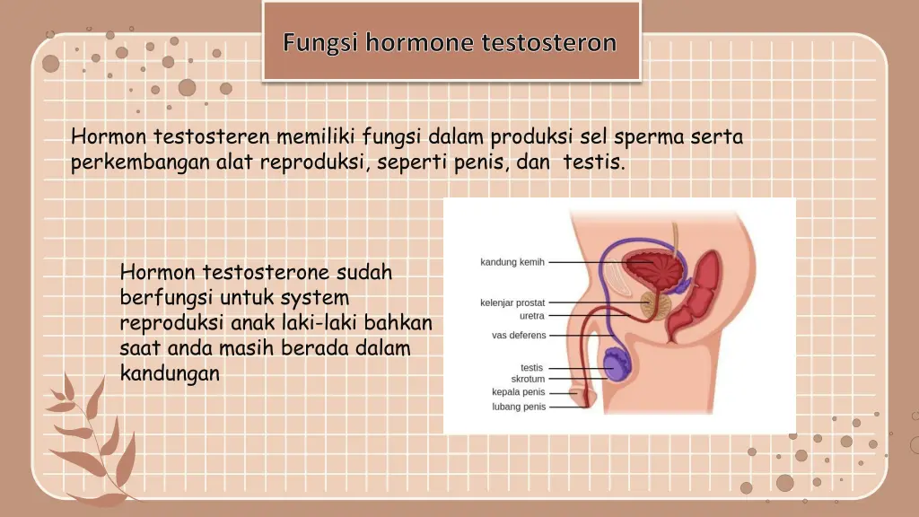 fungsi hormone testosteron