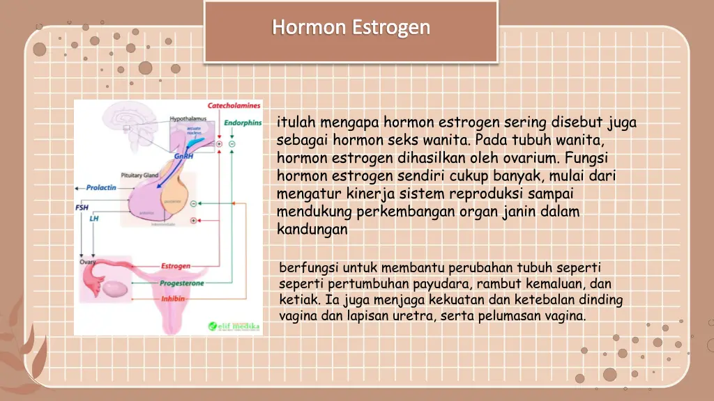 hormon estrogen 1