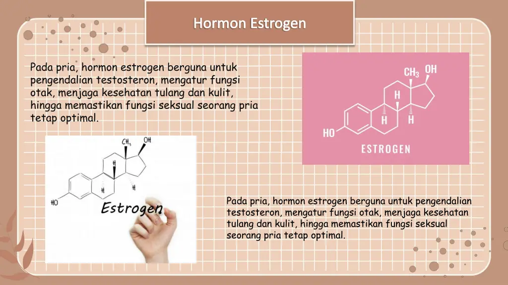 hormon estrogen