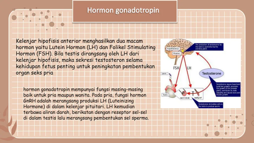 hormon gonadotropin