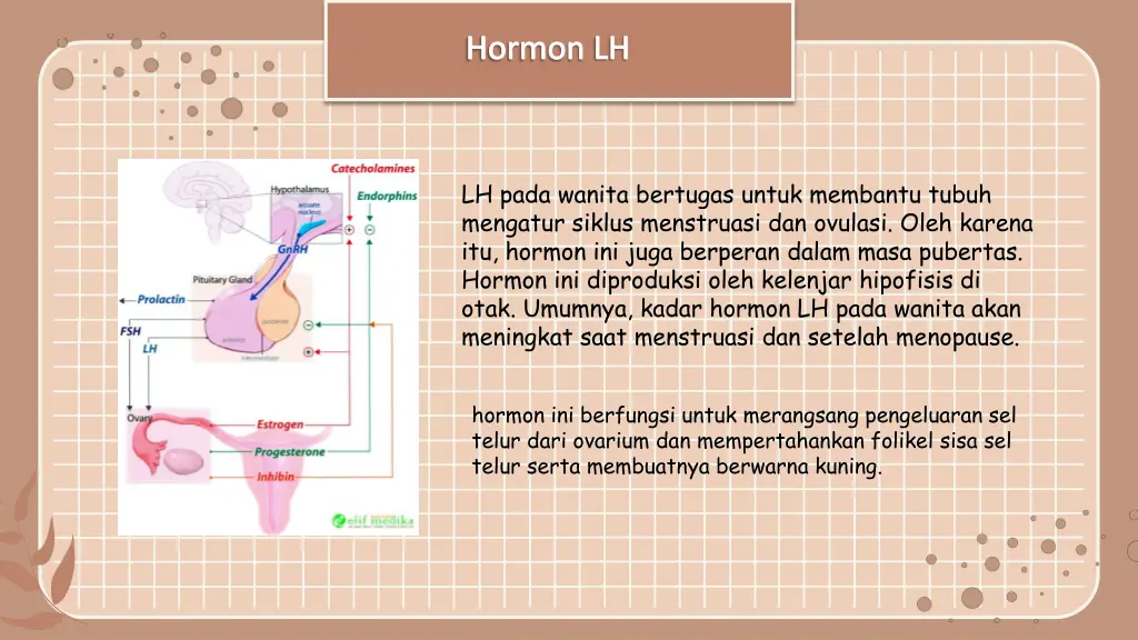 hormon lh