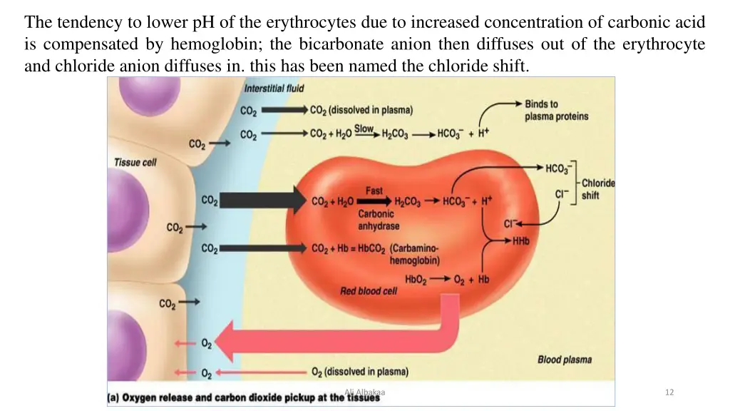 the tendency to lower ph of the erythrocytes