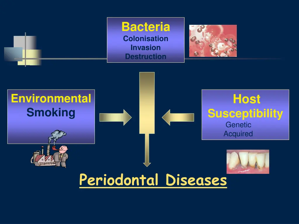 bacteria colonisation invasion destruction