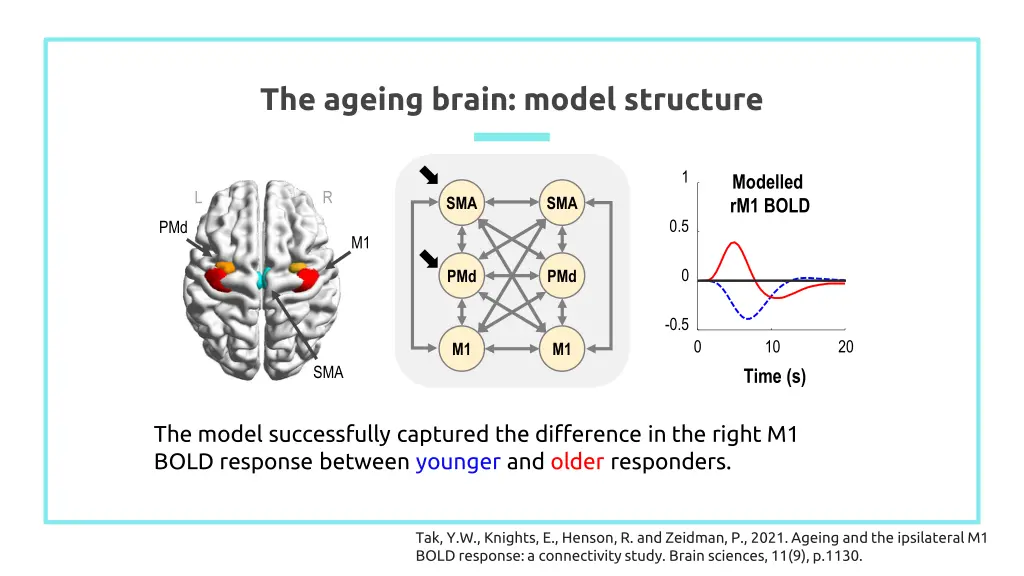 the ageing brain model structure