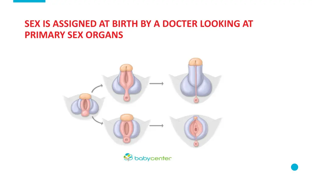 sex is assigned at birth by a docter looking