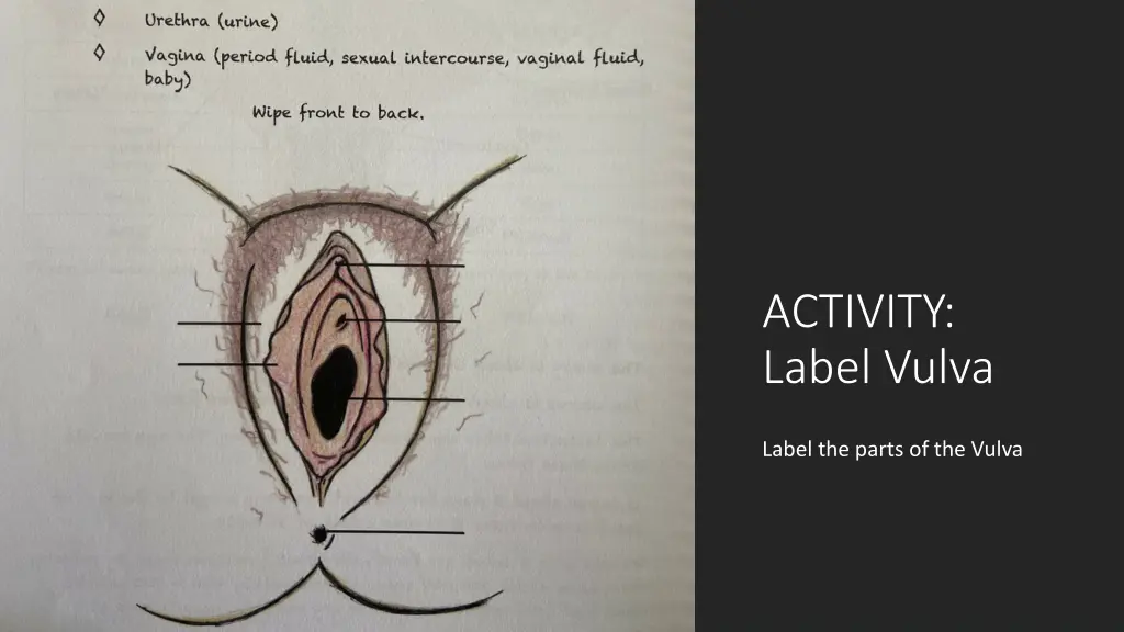 activity label vulva