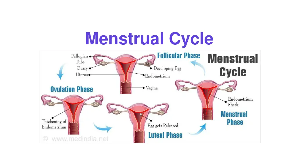 menstrual cycle 1