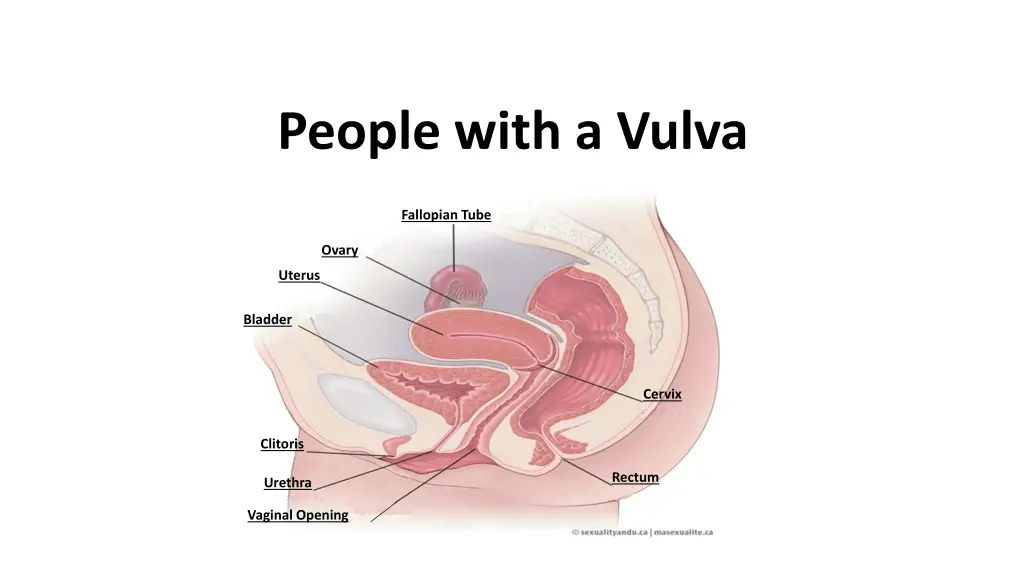 people with a vulva 1