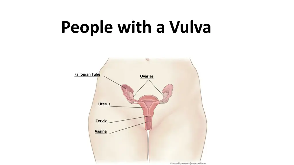 people with a vulva
