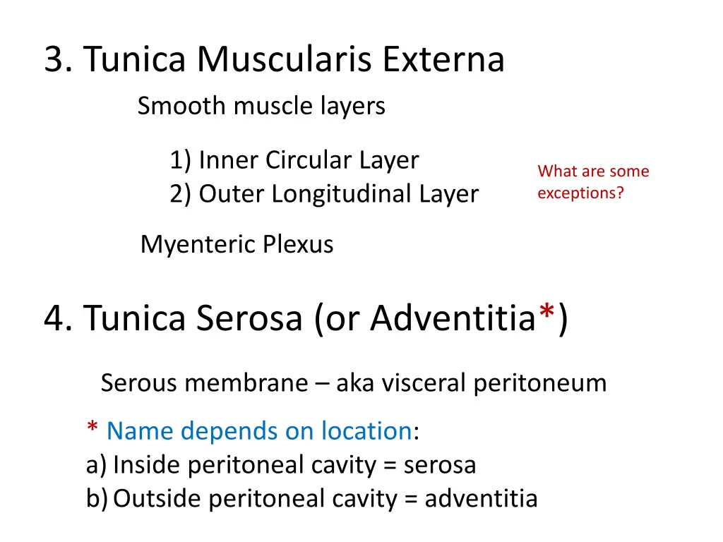 3 tunica muscularis externa smooth muscle layers