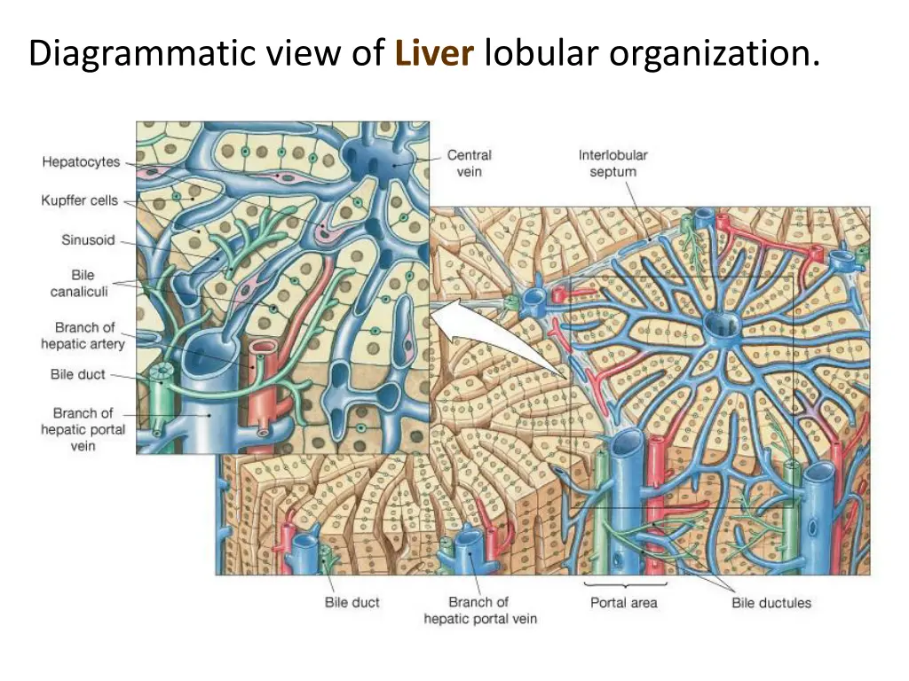 diagrammatic view of liver lobular organization