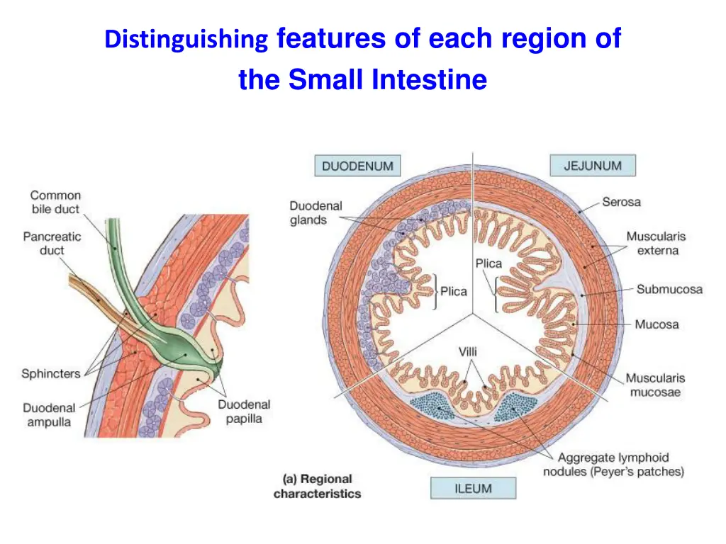 distinguishing features of each region