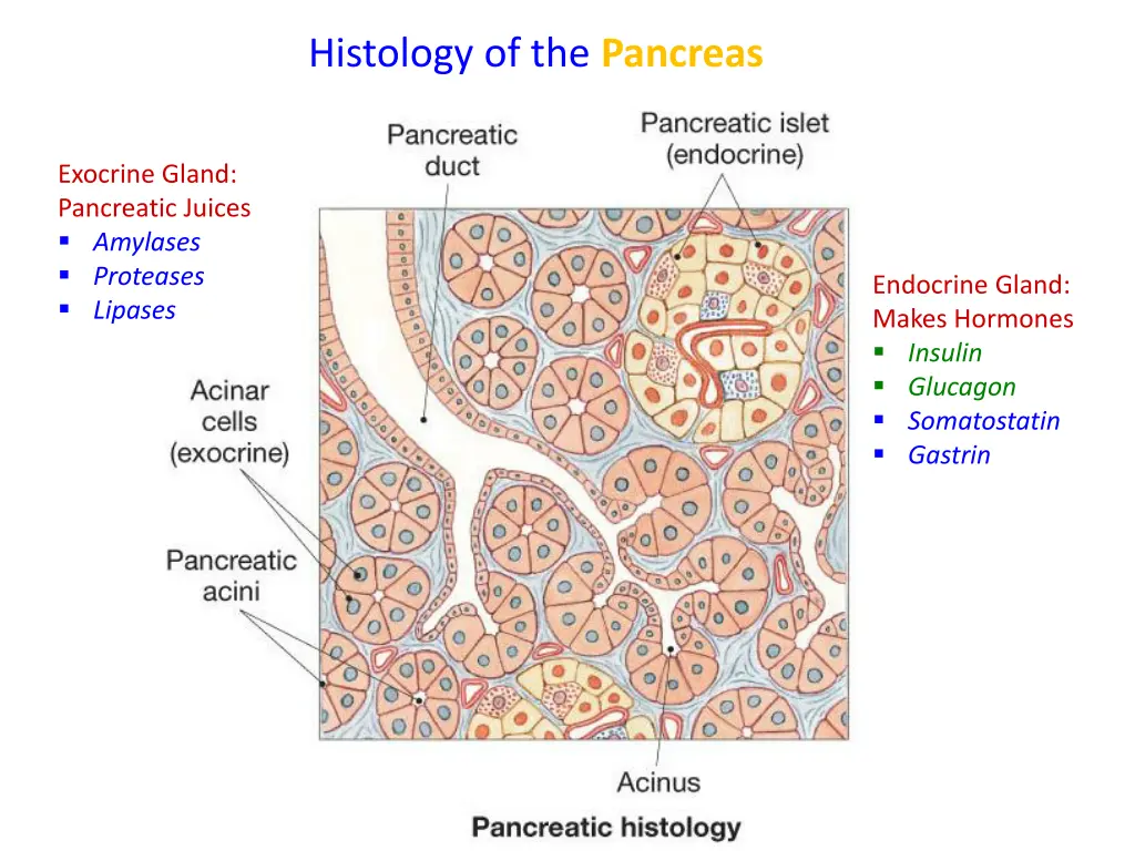 histology of the pancreas